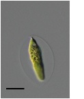 Sphaerellopsis sphaerelloides Pascher(Scale bar=10 ㎛).