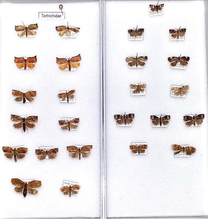 잎말이나방과(Toltricidae) 표본사진