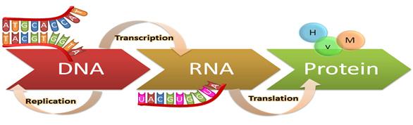 F. Crick이 제시한 Central Dogma이론