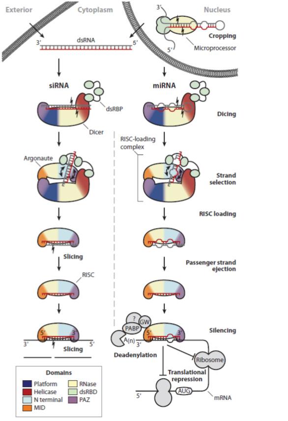 RNAi 작용 기전