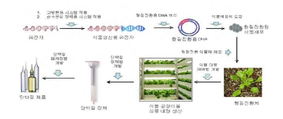 식물세포에서의 단백질 대량 생산 시스템 개념도