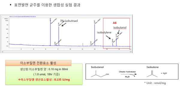 표면발현 효소를 이용한 이소부탄올 유래 이소부틸렌 생합성 결과