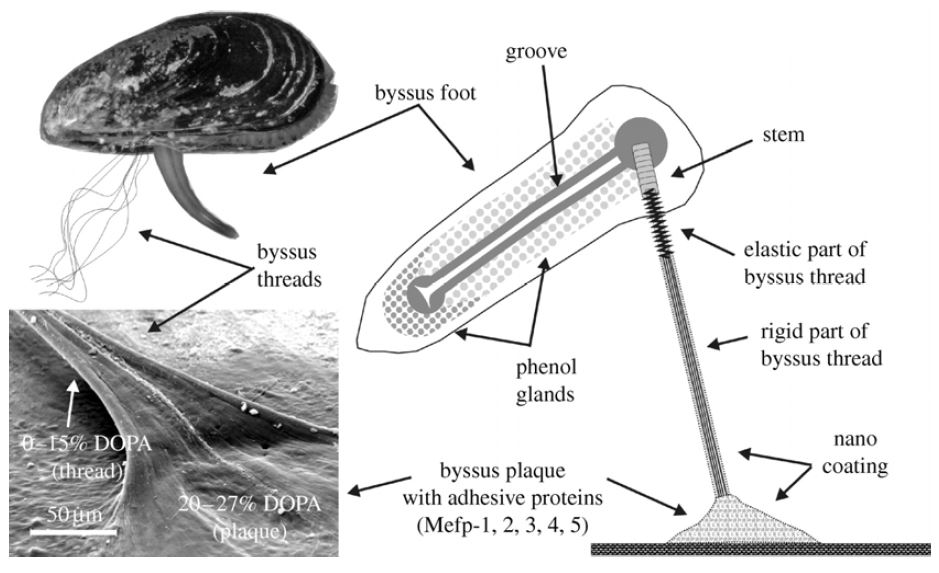 수중 홍합(Mytilus edulis)의 접착. Byssus thread의 결합사이트의 SEM 사진과byssus foot, thread, plaque의 개략도3