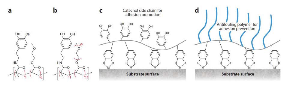 Catechol 작용기를 갖는 고분자 물질; 접착제(c) 또는 antifouling coating(d)으로의적용 예4