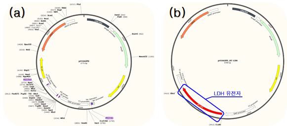 (a)p416GPD vector와 (b)p416GPD vector에 LDH 유전자가 삽입된 plasmid map