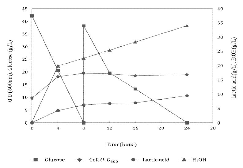 고내산성 효모 균주의 Lactic acid 발효 생산