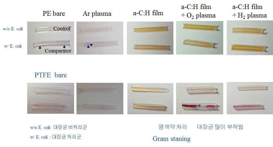 PE와 PTFE 고분자 튜브의 대장균 흡착성