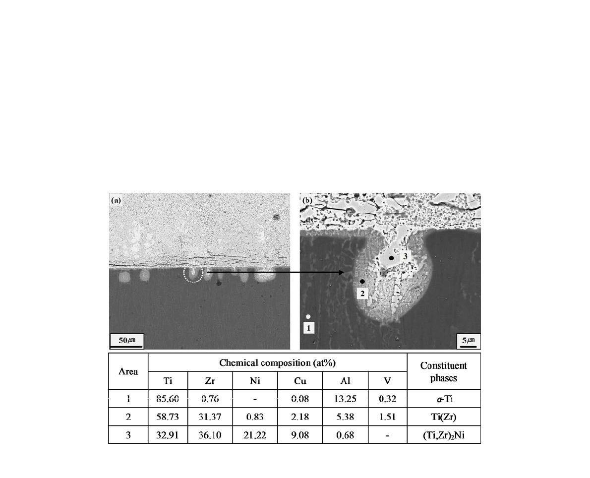 Microstructure and EDS analysis of the Ti-6Al-4V substrate tested at 800℃ for1 min using Zr54Ti22Ni16Cu8 filler metal.