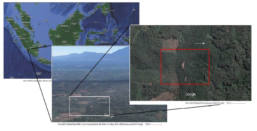 Map showing the location of surveyed palm oil plantation (red square).