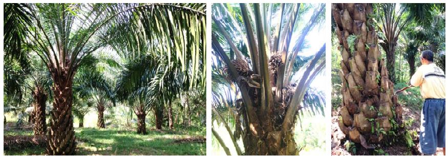 (left, middle) The palm oil trees and (right) the collecting process of the samples.
