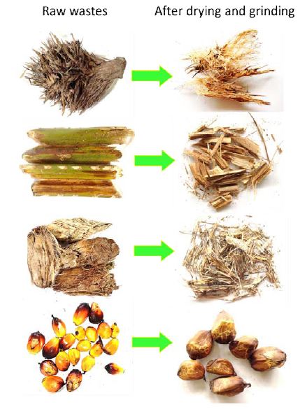 The biomass samples obtained from the palm oil plantation.