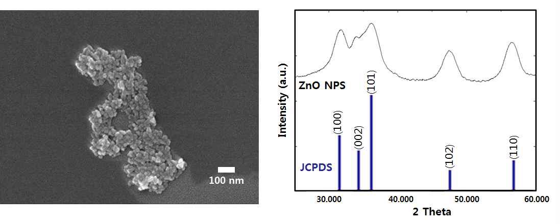 합성된 ZnO nanoparticle의 전자주사현미경 이미지(좌)와그 X-ray 회절 분석 데이터(우)