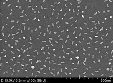 금 나노로드의 전자현미경 이미지.