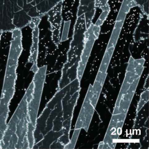 pDF 모드로 관찰한 microsphere 이중막 필름