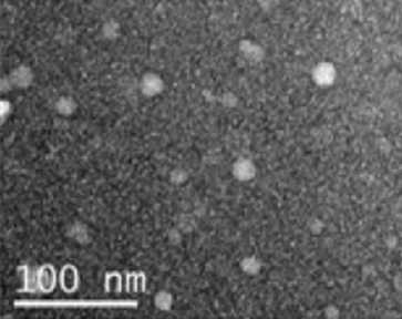 제작된 나노디스크의 전자주사현미경 이미지