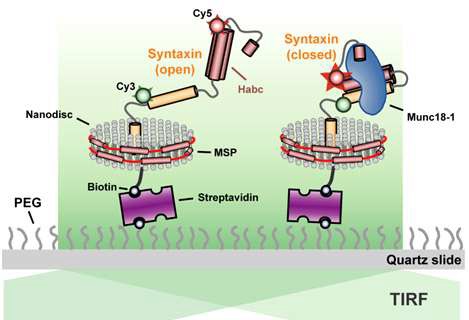 SNARE 중 하나인 syntaxin-1과 조절 단백질인 Munc18-1의 상호작용 관찰 실험 모식도