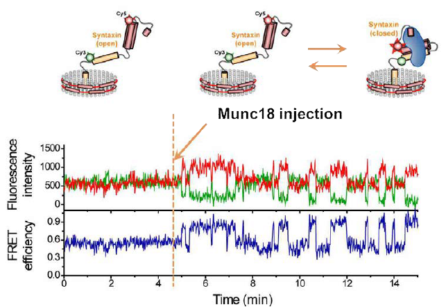 Munc18-1에 의한 syntaxin-1의 닫힘 동역학 실시간 관찰 결과