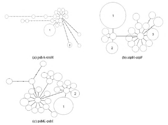 Minimum-evolution network of cpDNA haplotypes. Haplotypes of three intergenic regions are shown. A circle represents each haplotype and black dot represents one mutation. Numbered circle indicates haplotypes foundin Korea, and its area is proportional to the relative frequency of the corresponding haplotype. Circle withoutnumber represents haplotypes identified in North American populations.