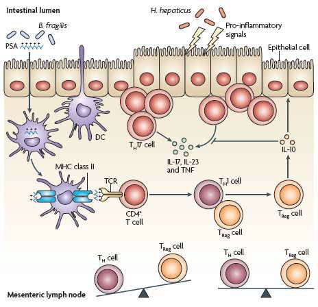 Helicobacter hepaticus에 의한 질병을 PSA를 이용하여 예방하는 Bacteroides fragilis의 모델 (4)