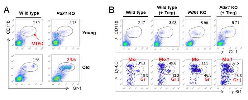 TREG세포가 MDSC의 분화 운명을 결정함. (A) TREG세포의 기능이 결핍된 쥐에서 MDSC의 수는 증가하지만 염증완화 기능은 보이지 않음. (B) in vivo에서 TREG세포의 선택적 이식은 보다 강력한 염증완화 기능을 가지는 Mo-MDSC의 수를선택적으로 증가시킴.