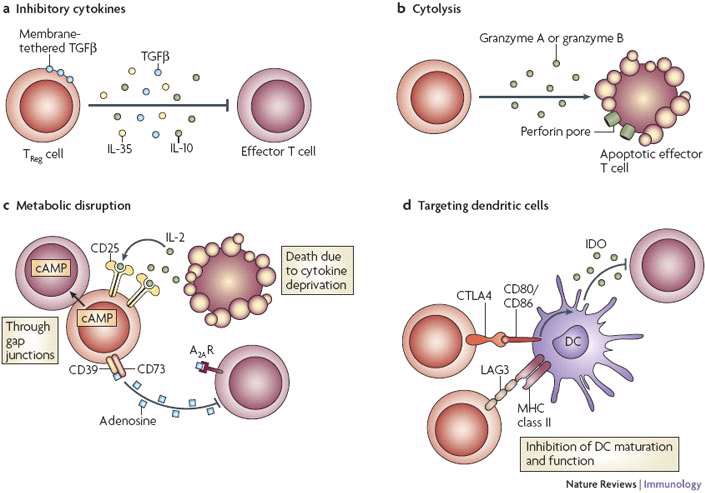 TREG세포의 4가지 주요 면역 억제 기전. a) 면역 억제서 사이토카인의 분비. b) 세포 용해. c) 물질 대사의 억제. d) 수지상 세포의 성숙 및 기능의 억제 (8)