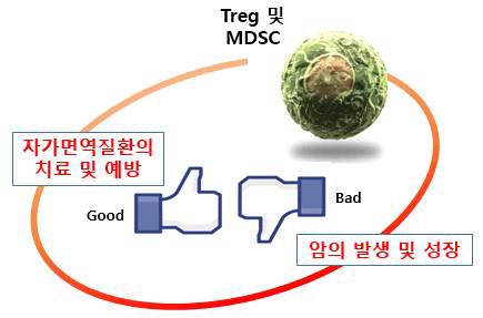 TREG세포의 활성화의 양면성