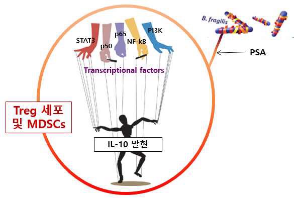 PSA에 의해 영향을 받는 IL-10의 전사인자의 규명