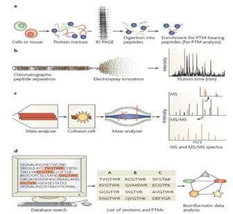 Shotgun proteomics 방법을이용한 단백질 수식화 분석 과정 흐름도