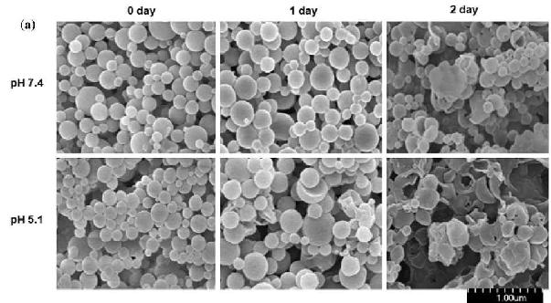 pH-Dependent degradation of the nanoparticles.