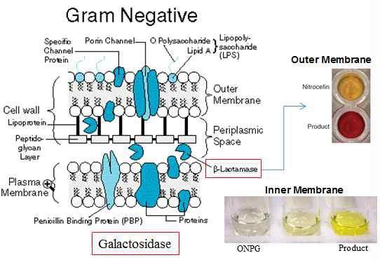 E.coli ML35를 이용한 생체막 투과 실험 원리