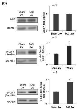 질환 심장 비대 모델 마우스 (TAC)에서 LDB3 와 LDB3 특정 인산화 위치의 인산화 수준분석 결과