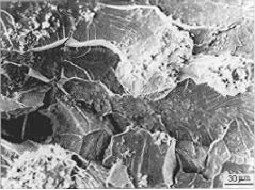 오스테나이트 스테인리스강의 고온염화물 용액 내에서의 입내 응력부식 균열 형상