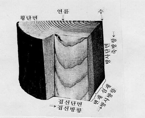 목재의 3단면