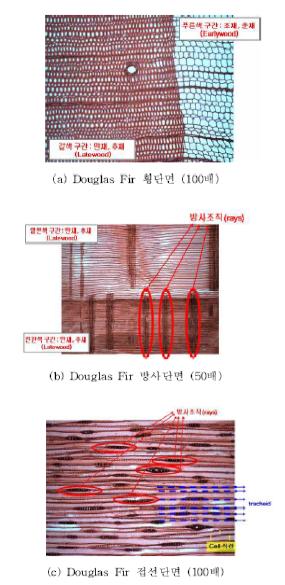 Douglas Fir 미세구조분석