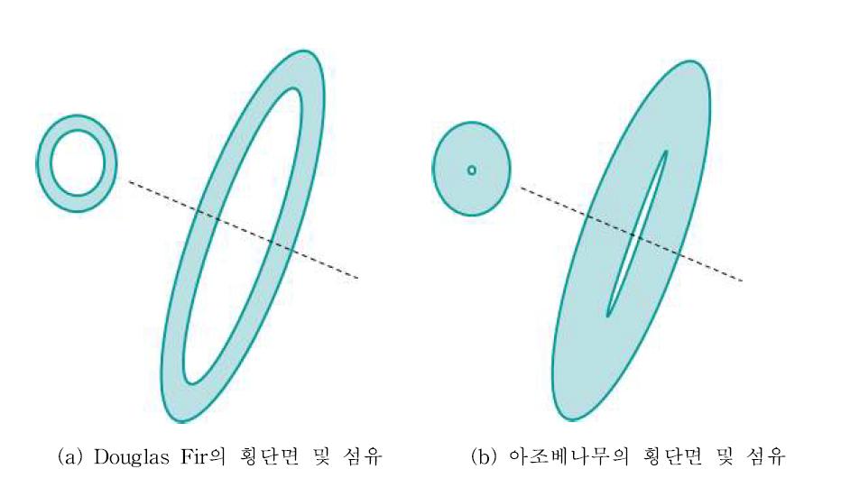 Douglas Fir와 아조베 나무의 섬유 미세구조의 개략도