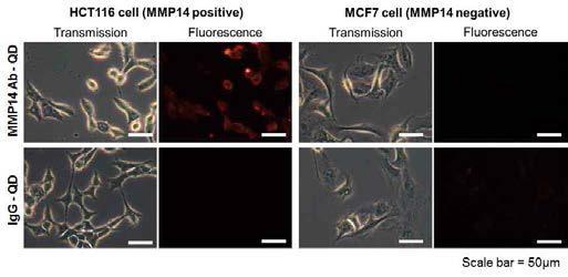 MMP14 항체-양자점프로브와 비교군인 면역글로불린 IgG 항체-양자점을 MMP14 발현 세포인 HCT116 cell과 MMP14 미발현 세포인 MCF cell 에 같은 농도, 같은 시간 처리한 후 세포의 형광 이미지