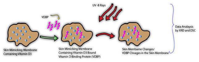 Proposed scheme of Vitamin-D3 assay using skin-mimicking membrane