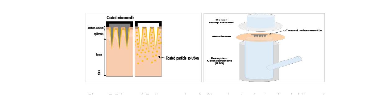 Scheme of Further researches. (Left) novel system for transdermal delivery of Vitamin-D3 by applying coated microneedle (Right) Application of coated microneedle and in