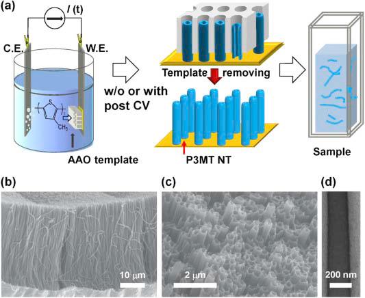 Schematic procedure for preparing electrochemically synthesized P3MT NTs. (b) Side-view and (c) top-view of SEM images of P3MT NTs. (d) TEM image of a single strand of P3MT NT.