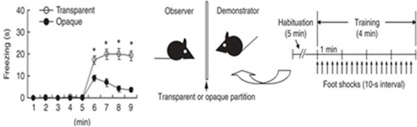 Observational fear learning system