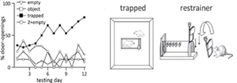 Pro-social behavior in rats