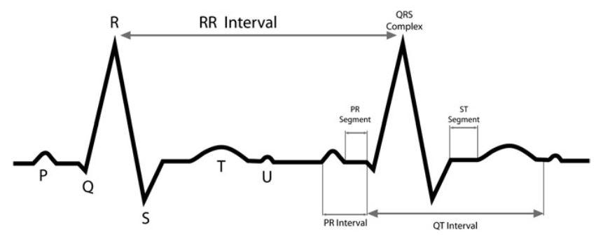 The ECG waves, segments, and intervals.
