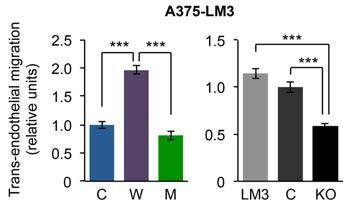 JMJD3가 흑색종 세포주의 혈관 세포 침투 능력에 미치는 영향 비교.