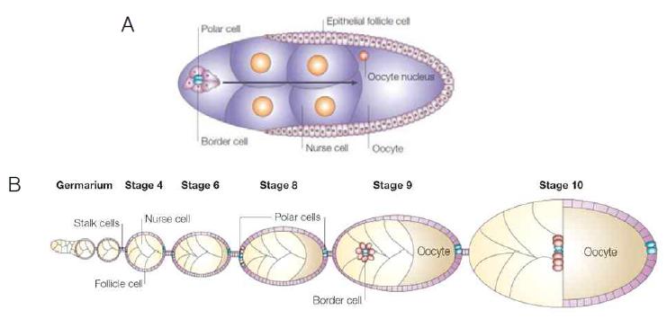 초파리의 난모세포에서 Border cell의 이동.
