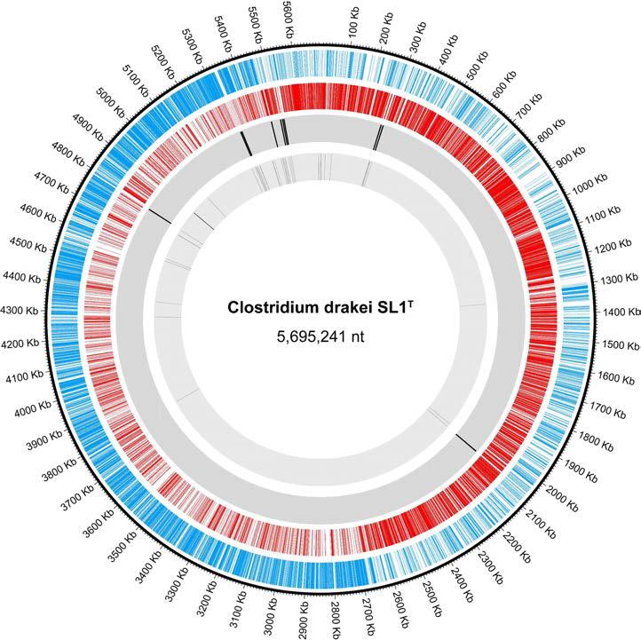 아세토젠 미생물 Clostridium drakei 유전체 서열