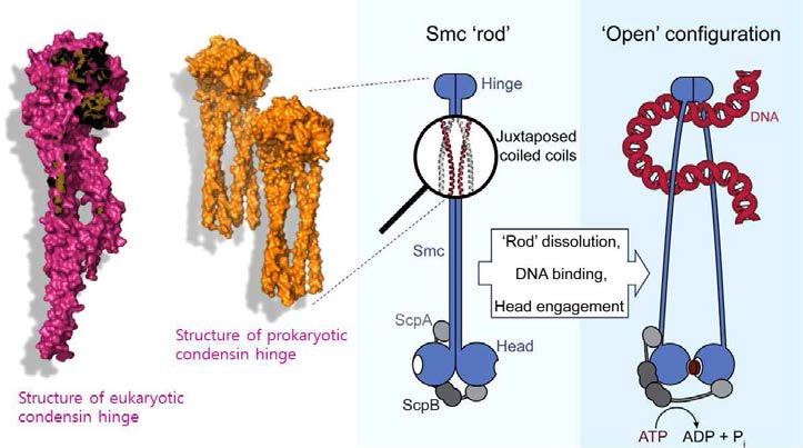 Smc-ScpAB의 coiled coil conformation