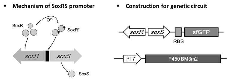 SoxRS 프로모터의 작용 원리와 이를 통한 genetic circuit 구축에 사용된 유전자 재조합.
