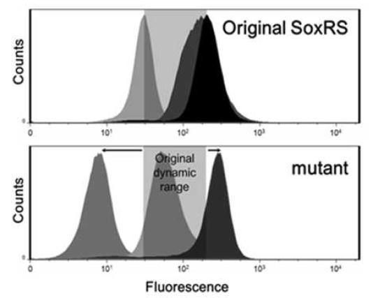 야생형 SoxRS와 스크리닝을 통해 발굴한 변형체의 형광 신호 범위 비교.