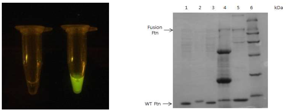 (왼쪽) wild type 페리틴, (오른쪽) fluorescein-5-maleimide 와 반응한 페리틴의 강한 형광반응