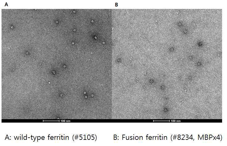 MBP 4개가 부착된 페리틴의 전자현미경 사진. MBP가 4개까지 부착되어도 페리틴 케이지 내부에 들어갈 수 있음을 확인하였음.